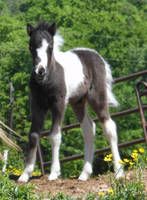 Comfert Shetlands