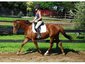 Abydos Farms