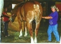 Equine Sports Therapy