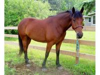 Emerald Isle Farm