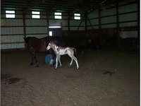 Timberline Horses