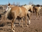 spottet horse ranch