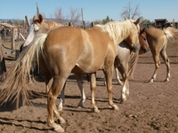 spottet horse ranch