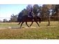 Sam Smith Stables