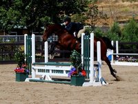 Spicer Show Horses