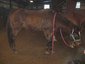 K & D Stables