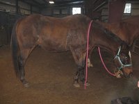 K & D Stables