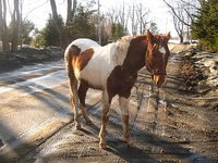 shamrock stables