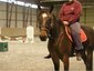 Standardbred Retirement