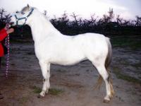 Farfalla Equestrian