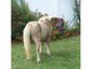 prettypony