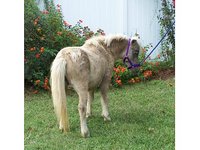 prettypony