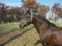 EquiLink