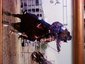 S Heart S Performance Horse