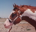 Lucky 76 Ranch