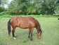 Creek Bottom stables