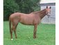Thoroughbred Placement and Rescue