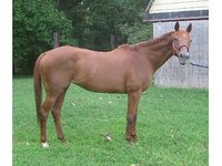 Thoroughbred Placement and Rescue
