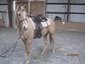 Zoar Ridge Stables