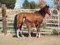 Gaits del Glory Ranch