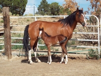 Gaits del Glory Ranch