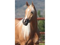 Caliente Creek Ranch