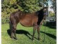 roan river ranch quarter horses
