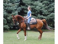 Stubborn Elm Ranch