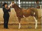 Cathey Paints