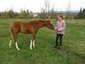 Fire N Iron Farrier Service
