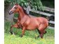 Jolissaint Arabians