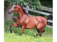 Jolissaint Arabians