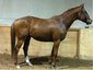 WillowBrook Stables