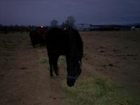 Mountain Hideaway Equine LLC