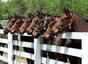 KnA RaceHorse