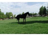 Mane Gait Farms