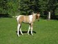Trail Wise Equines