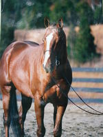 Luckie Lady Farm