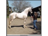 DreamFriesians