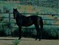 Spanish Springs Andalusians