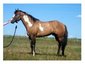 Equine Veterinary Services