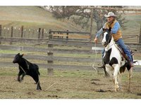 Bar-Y- Cattle