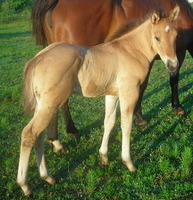 G Bar M Ranch
