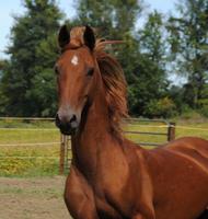 Sheena's Equestrian Endeavors
