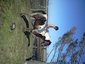 Lazy S Performance Horses