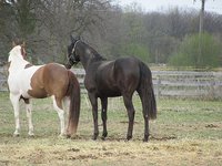 Valiant Equestrian Centre