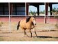 Rafe's Horse Dynamics