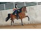 MDM Arabians