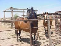 Pasos antoques & Prayers Ranch