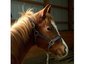 Claybrook Stables